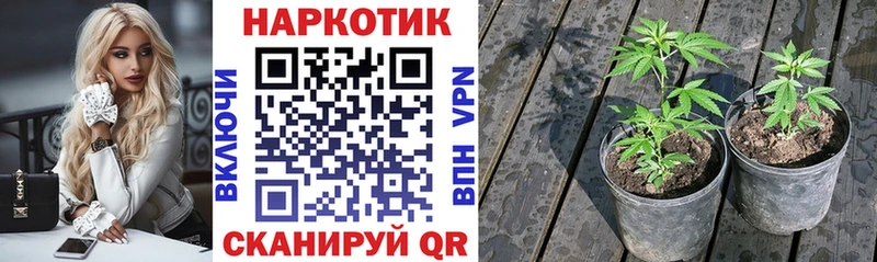 Где купить Королёв ГАШИШ  Cocaine  A PVP  Codein  МЕФ 